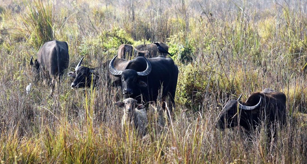 Koshi Tappu Wildlife Safari Tour -3 Nights 4 Days